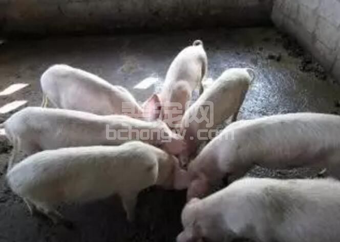 不同阶段猪群应如何施料饲喂？