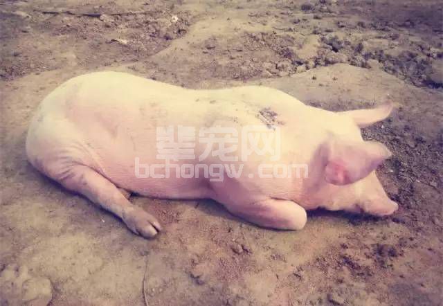 9招让母猪安全渡过“夏季不育期”