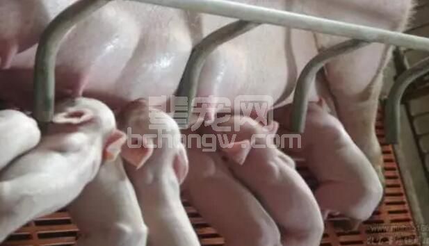 母猪产后拒乳咬仔原因汇总，新手一定要学习！