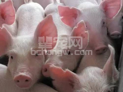 养猪人必知：猪断奶“八不做”原则！