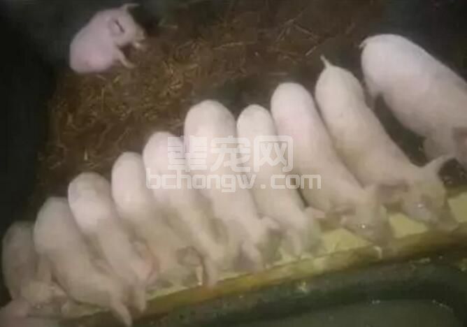 造成仔猪生长速度慢的六大罪魁祸首