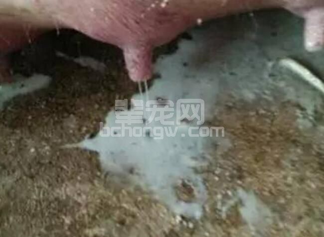 养猪能手---产床母猪奶水不隹的预防与仔猪寄养