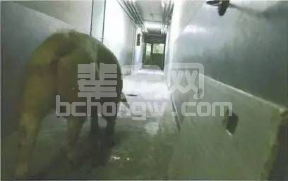 转运猪时这些细节可以更好的帮助猪平安转移！