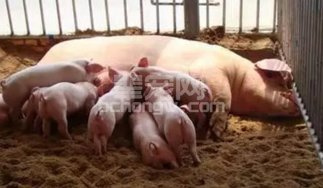 想知道怎样养好哺乳母猪吗？关键点在这！