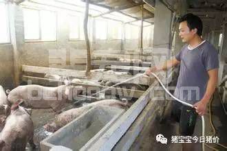 夏季养猪不掉膘