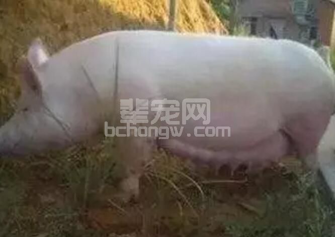 母猪妊娠阶段如何做到一餐饲喂，还能让其不饿？