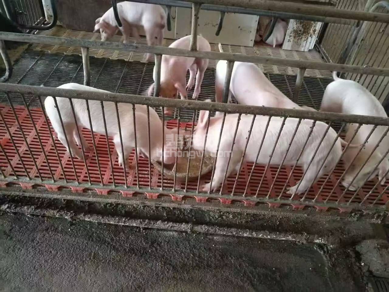 养猪场如何过好断奶关！就怕你不看！