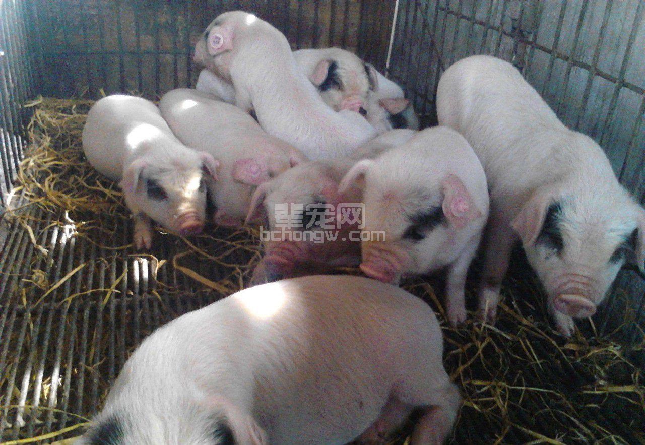 仔猪食欲不振？做好这几样让仔猪恢复食欲