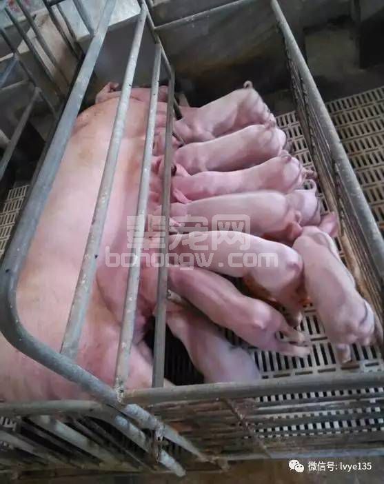 母猪保健--哺乳期母猪的营养调控！