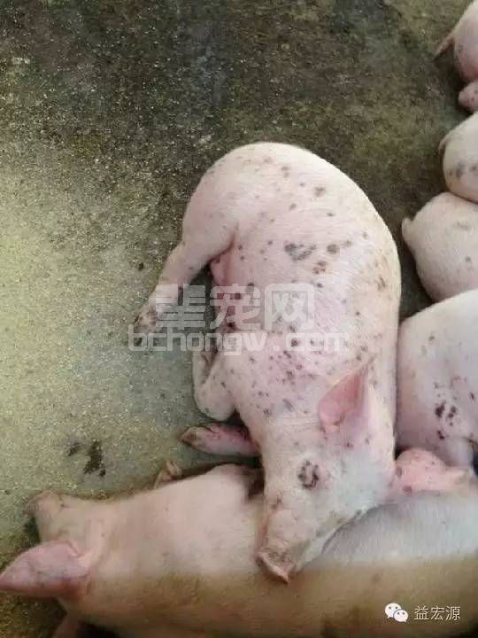 夏季猪皮肤病，有这些信号就要赶紧处理了！！