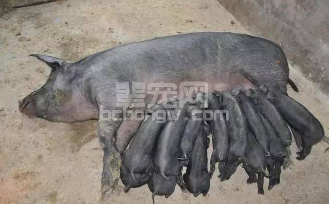 增加母猪年胎产次数才是赚钱的根本