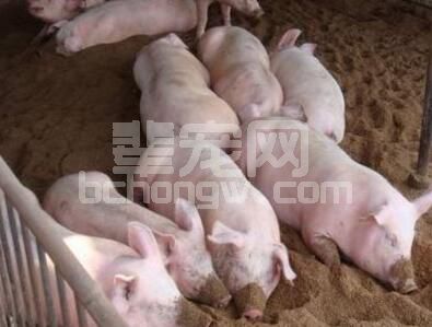 夏季给猪育肥增重的小窍门！