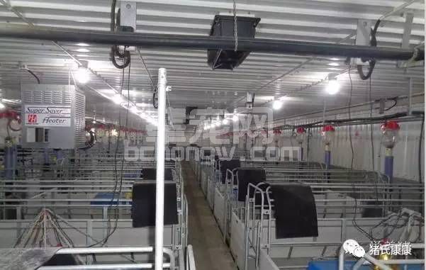 揭示规模猪场倒闭的5大原因，最后1个最要命！