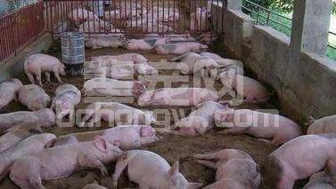 炎炎夏日，母猪如何耐住高温？