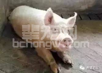 猪场驱蚊，我有妙招！