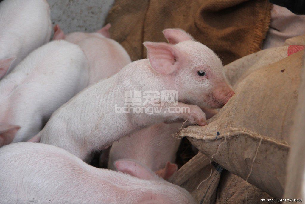 不赚钱？看看你的养殖模式对了没！