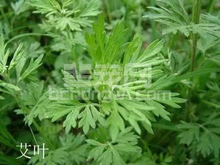 用这些中草药给猪催肥，方法简单效果明显