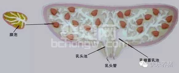 养了这么多年的母猪，母猪的泌乳规律，你知道吗？