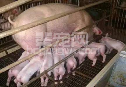 母猪产后易缺钙，教你用省钱有效的土方法解决！