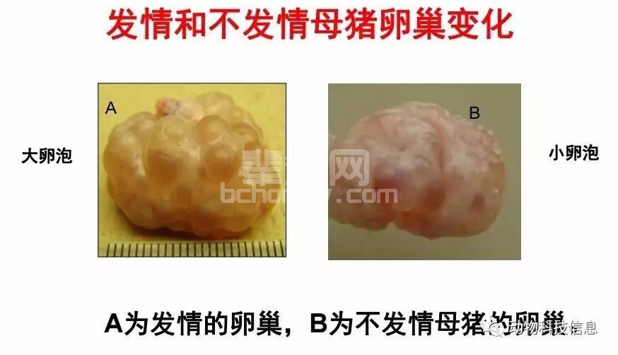 后备母猪营养需要和应当注意的关键问题