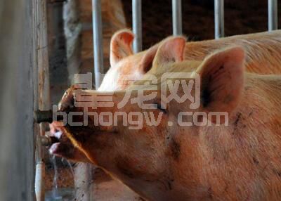 90%的养殖户都忽视了猪饮水的问题，结果……