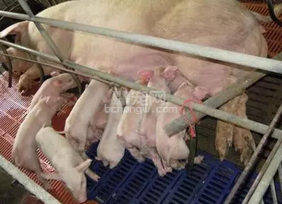 养猪生产中几个关键的“三天”......