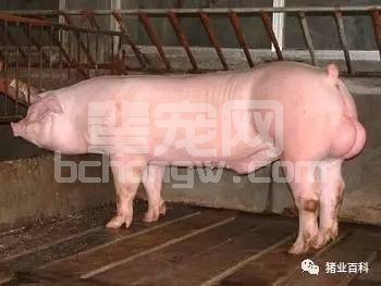 要想母猪产仔多又好，饲养公猪一定要解决这10个关键问题！