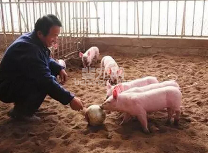 四季养猪方略：不同季节你的养猪方案是否一样呢！
