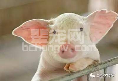 四季养猪方略：不同季节你的养猪方案是否一样呢？