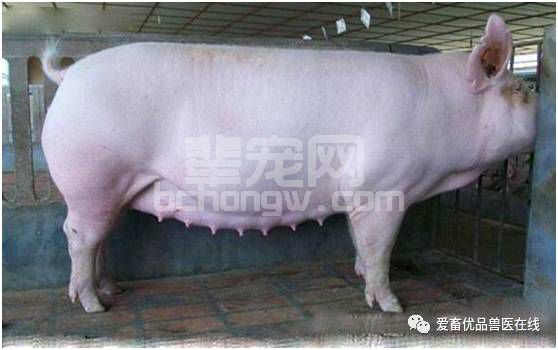 母猪养不好，这些养殖小细节你都知道吗？实用性太强了！