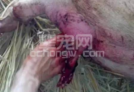 掏猪两大误区！母猪难产正确做法应该是这样