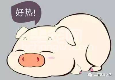做好这6点便可解决夏季母猪低受胎率问题!