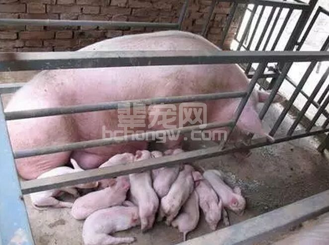 现代化规模猪场能繁母猪的营养管理措施