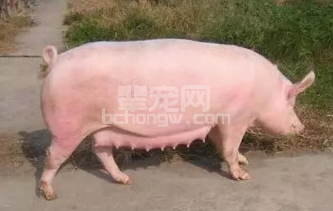 对于连乳池都没有的猪乳房来说，应该如何让其发挥最大潜能？