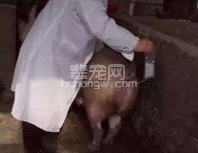 【技术】猪人工授精和本交到底哪个好？