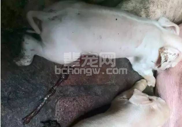 养猪人总结的小窍门，不花钱解决7大问题！