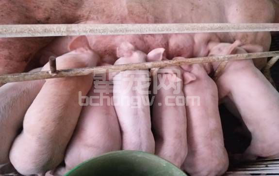怎么判断母猪发情？判断母猪发情的方法