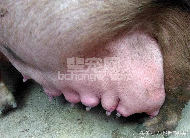 无需B超，肉眼就能看出母猪产仔数！