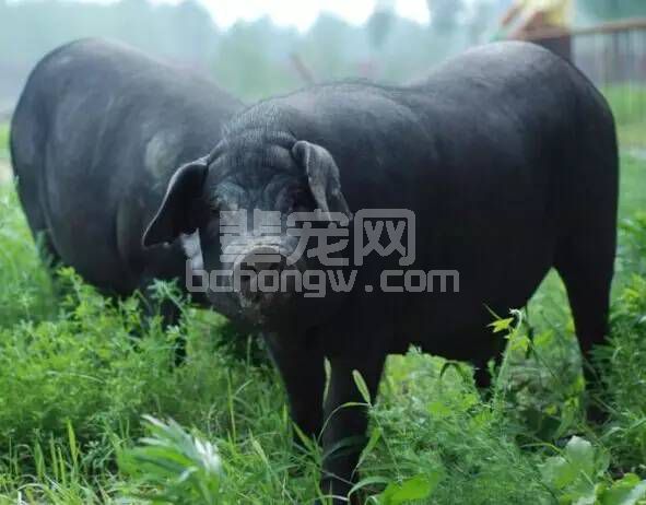 养殖黑猪农户要掌握哪些技术？