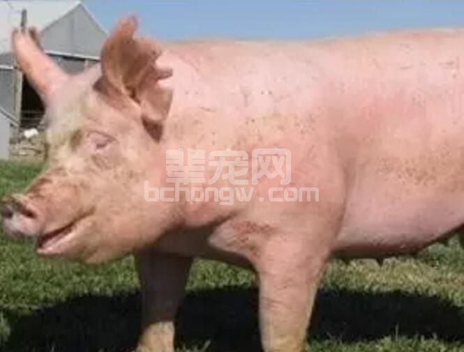 母猪过肥和过瘦的危害！你都知道吗？