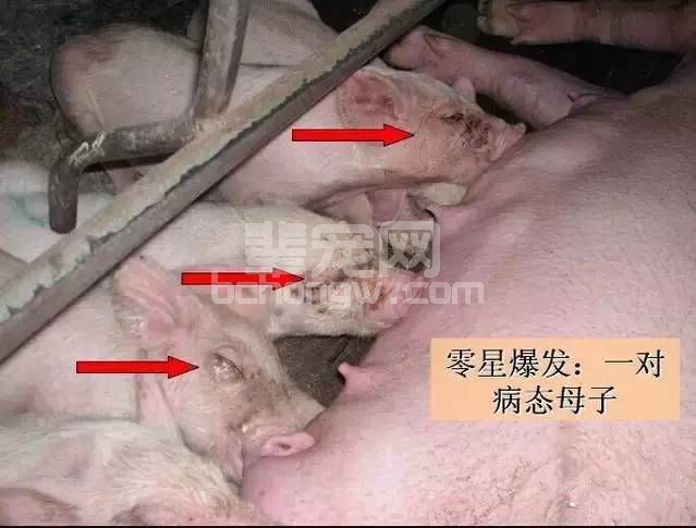 不可不知！母猪奶水不足有哪些信号？（图）