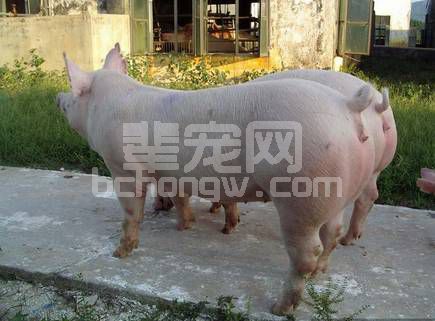 母猪怀孕40天内千万别做这些小动作，否则……