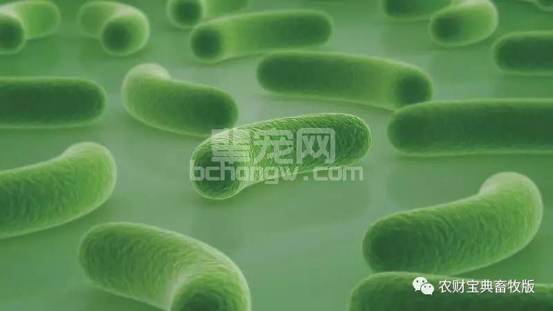 仔猪日增重提高36%？最新研究表明，饲料中添加这个就能做到