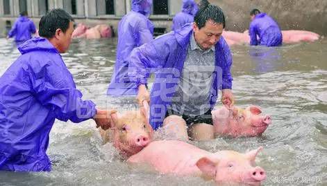 暴风雨来袭时，猪场内涝如何解决？
