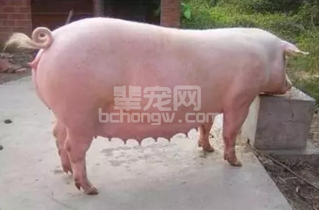 头胎母猪淘汰率高怎么办？