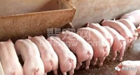 规模化猪场后备母猪的高效管理法