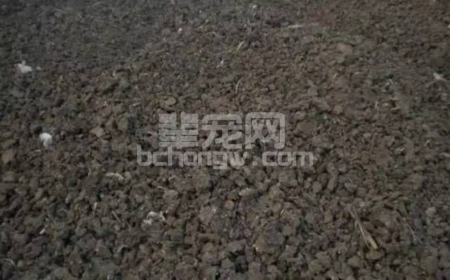 猪价一直掉，玉米价一直涨，这该咋办？是时候拿鸡粪便喂猪了