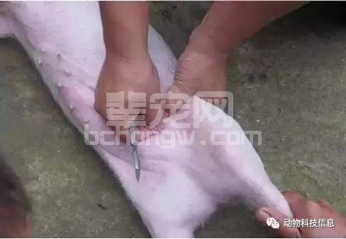 阉割仔猪如何做到应激小、基本不感染