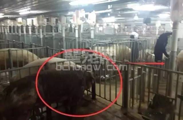 12种青年公猪调教方法，总有1种适合你的猪场