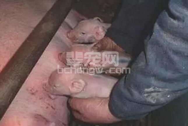 养猪人必看，猪的分娩管理技术十要点！
